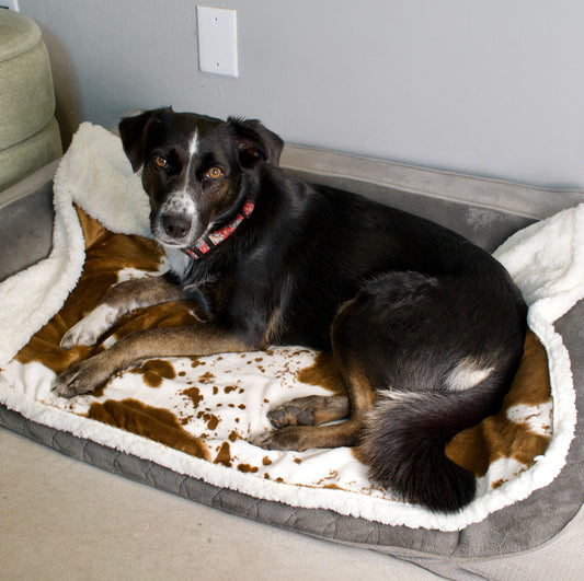 Dog lying on a cushioned pet bed in a home setting
