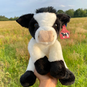 Holstein Cow with printed cow tag